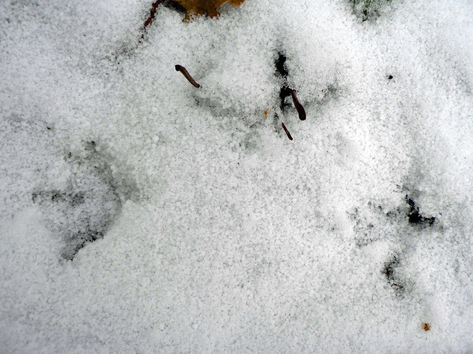 select left of pic for previous, right for next, top for index