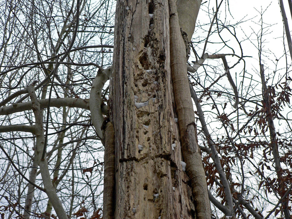 select left of pic for previous, right for next, top for index