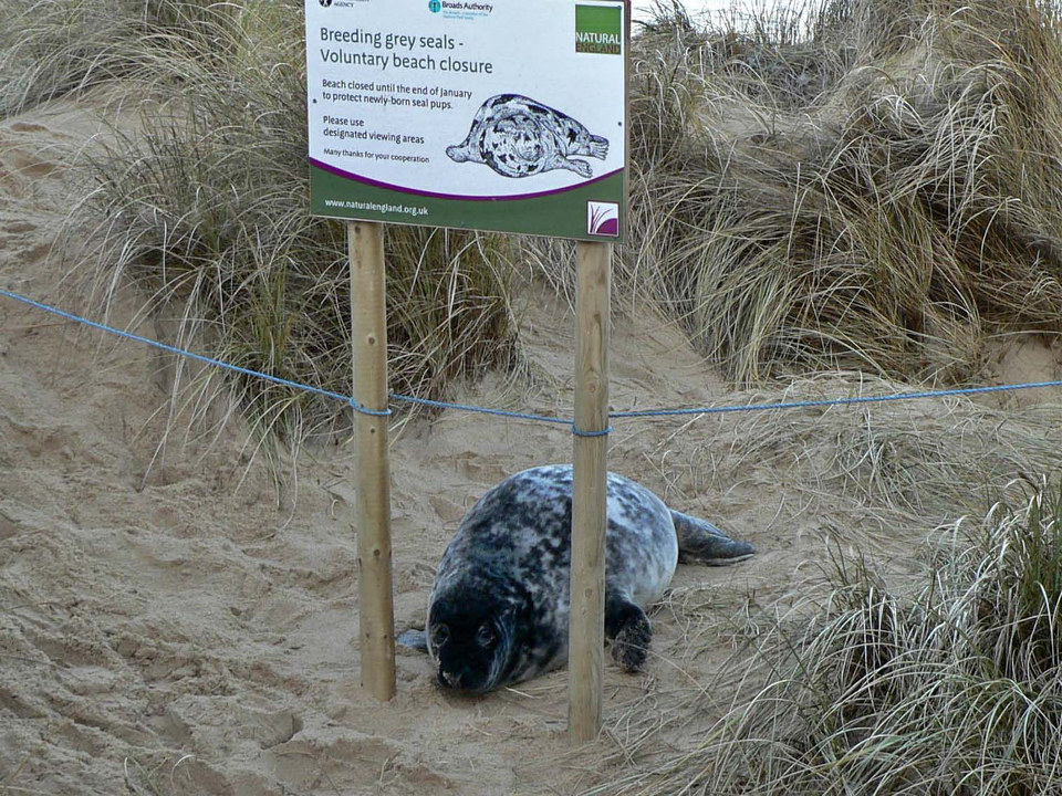 select left of pic for previous, right for next, top for index