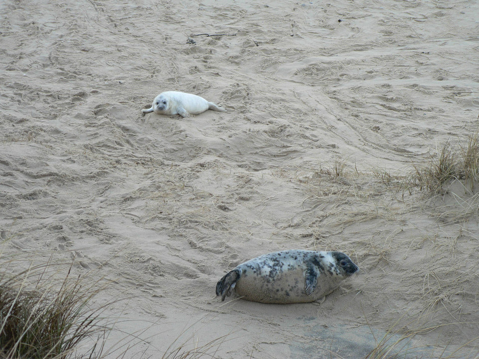 select left of pic for previous, right for next, top for index