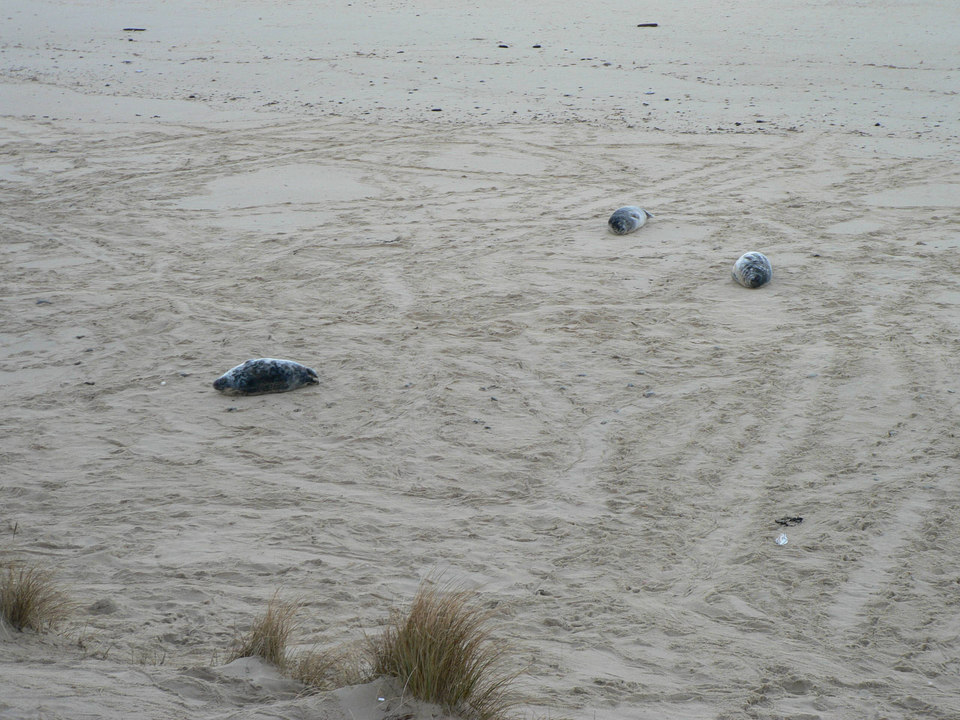 select left of pic for previous, right for next, top for index