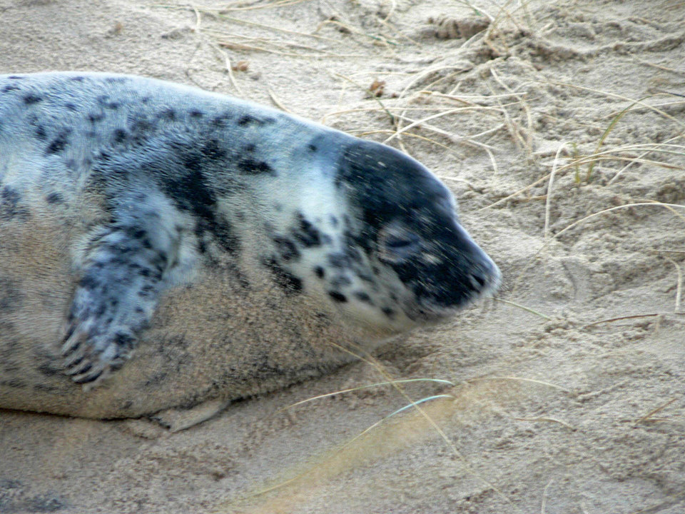 select left of pic for previous, right for next, top for index