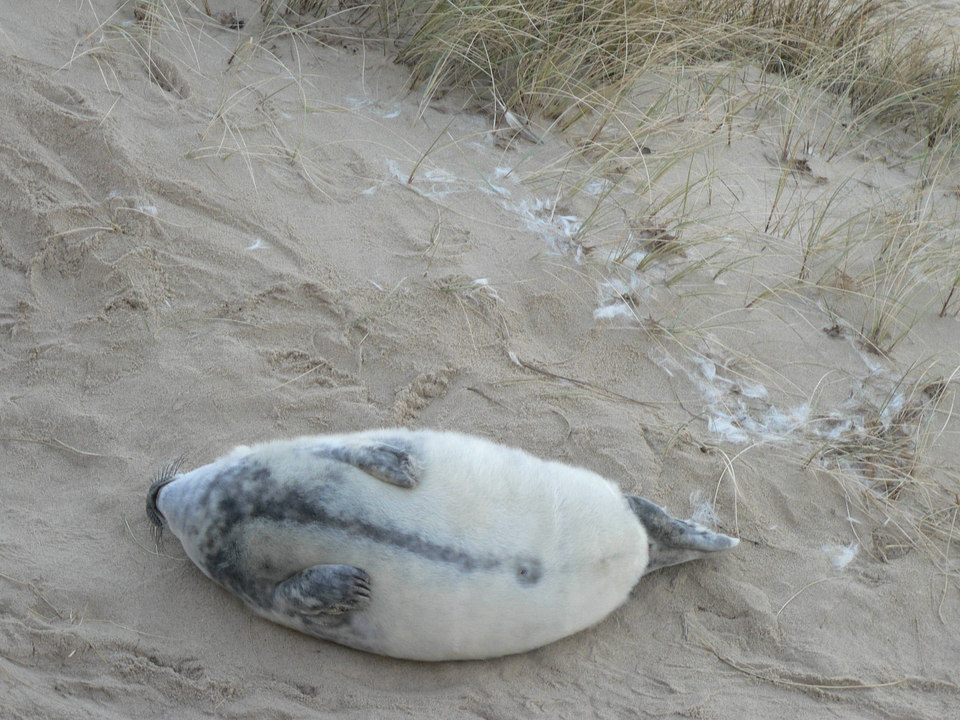 select left of pic for previous, right for next, top for index