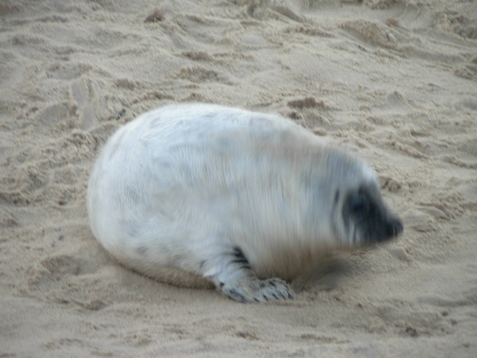 select left of pic for previous, right for next, top for index