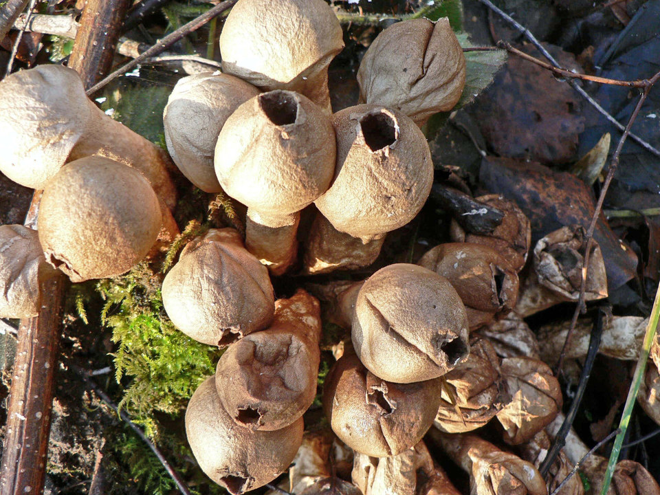 select left of pic for previous, right for next, top for index