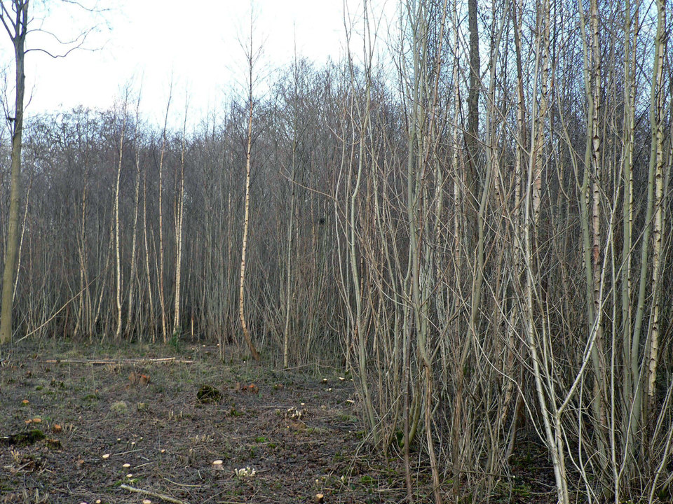 select left of pic for previous, right for next, top for index