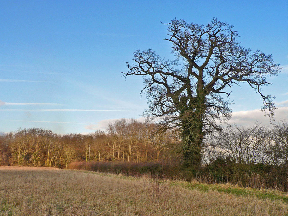 select left of pic for previous, right for next, top for index