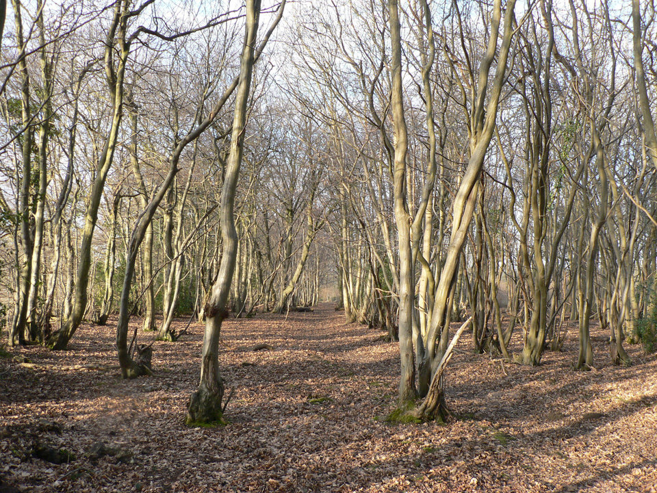 select left of pic for previous, right for next, top for index