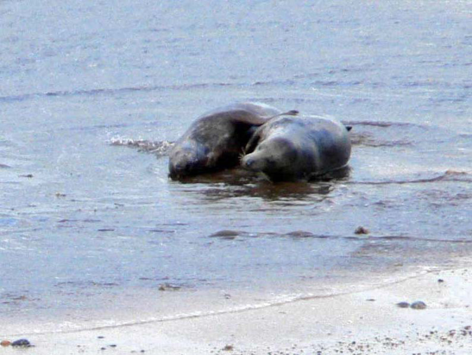 select left of pic for previous, right for next, top for index