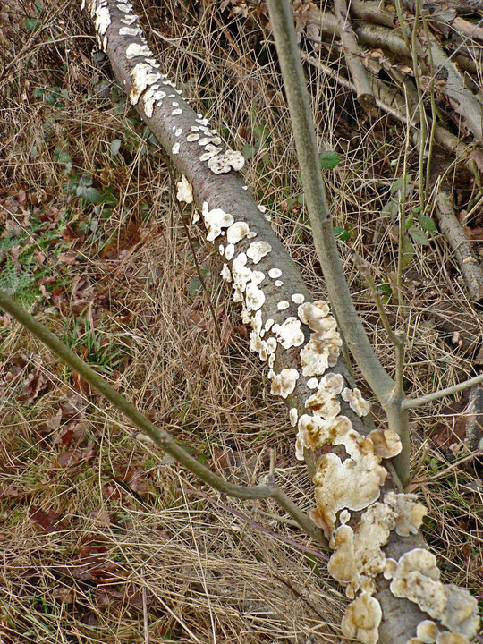 select left of pic for previous, right for next, top for index