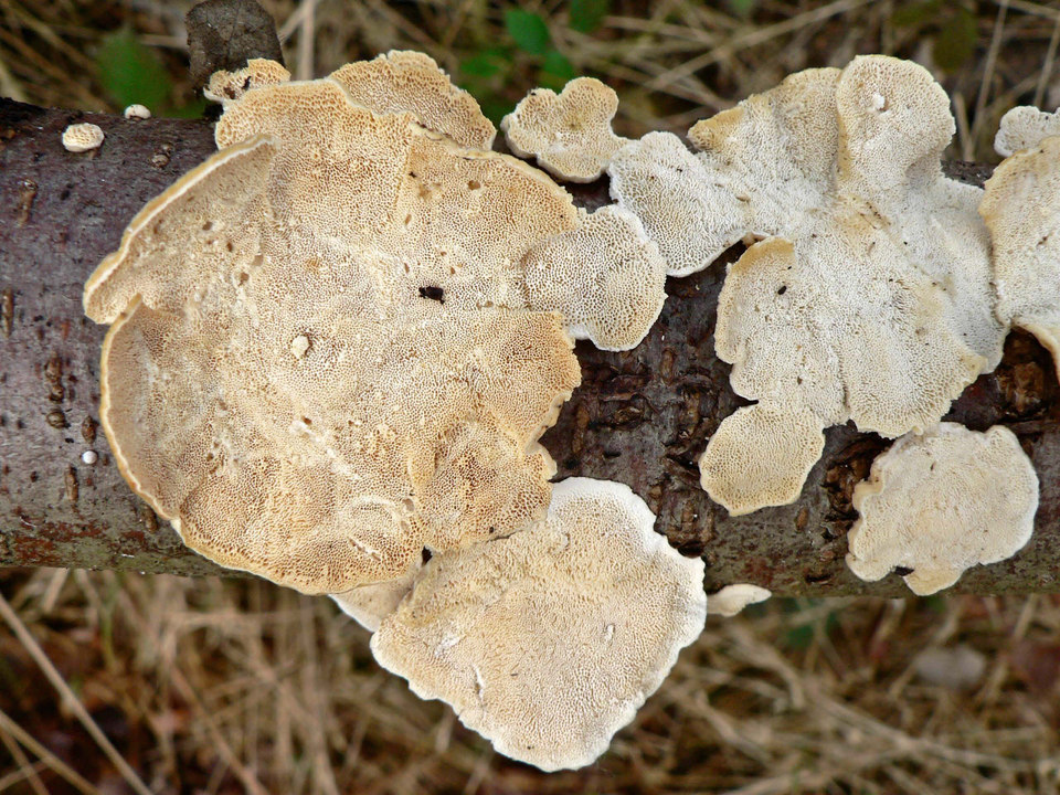 select left of pic for previous, right for next, top for index