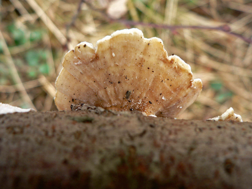 select left of pic for previous, right for next, top for index