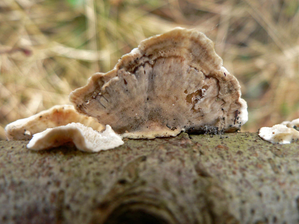 select left of pic for previous, right for next, top for index