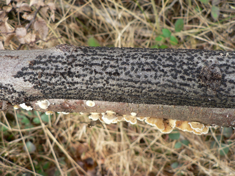 select left of pic for previous, right for next, top for index