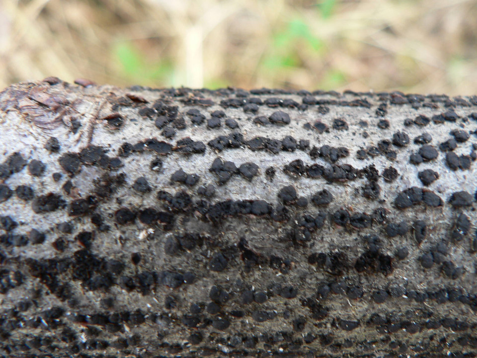 select left of pic for previous, right for next, top for index