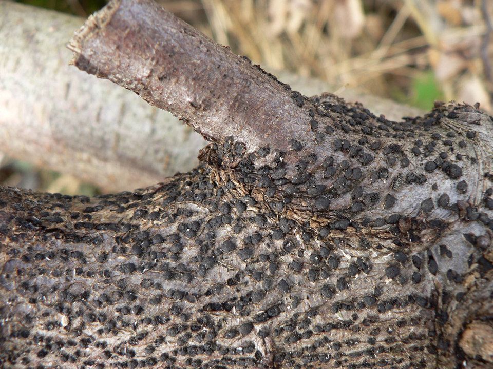 select left of pic for previous, right for next, top for index