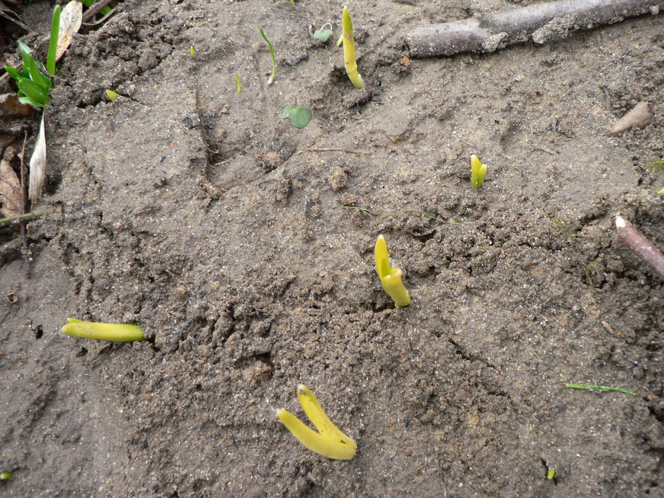 select left of pic for previous, right for next, top for index