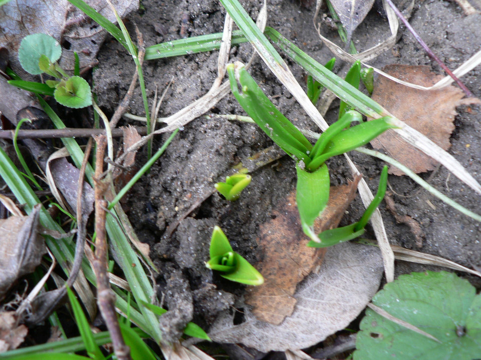 select left of pic for previous, right for next, top for index