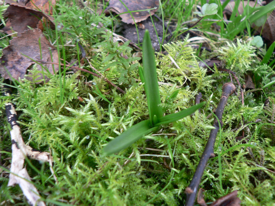 select left of pic for previous, right for next, top for index