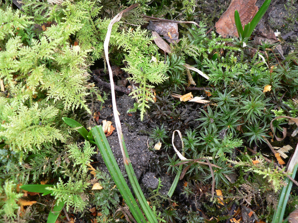 select left of pic for previous, right for next, top for index