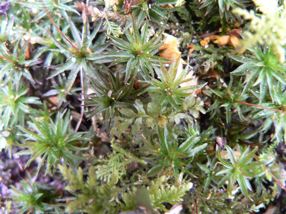 select left of pic for previous, right for next, top for index