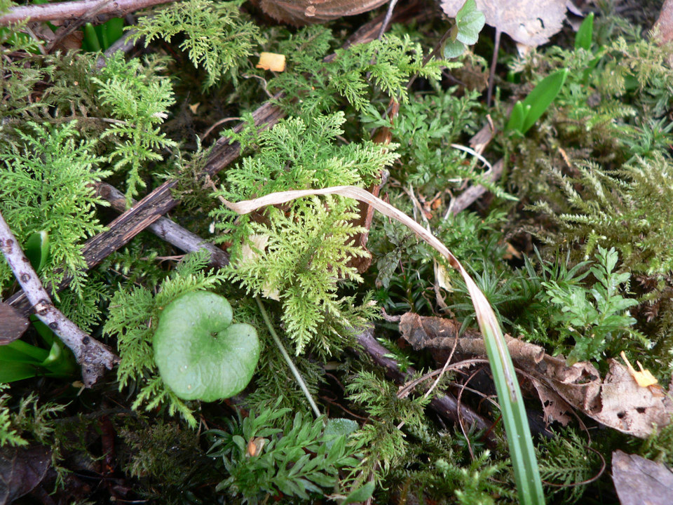 select left of pic for previous, right for next, top for index