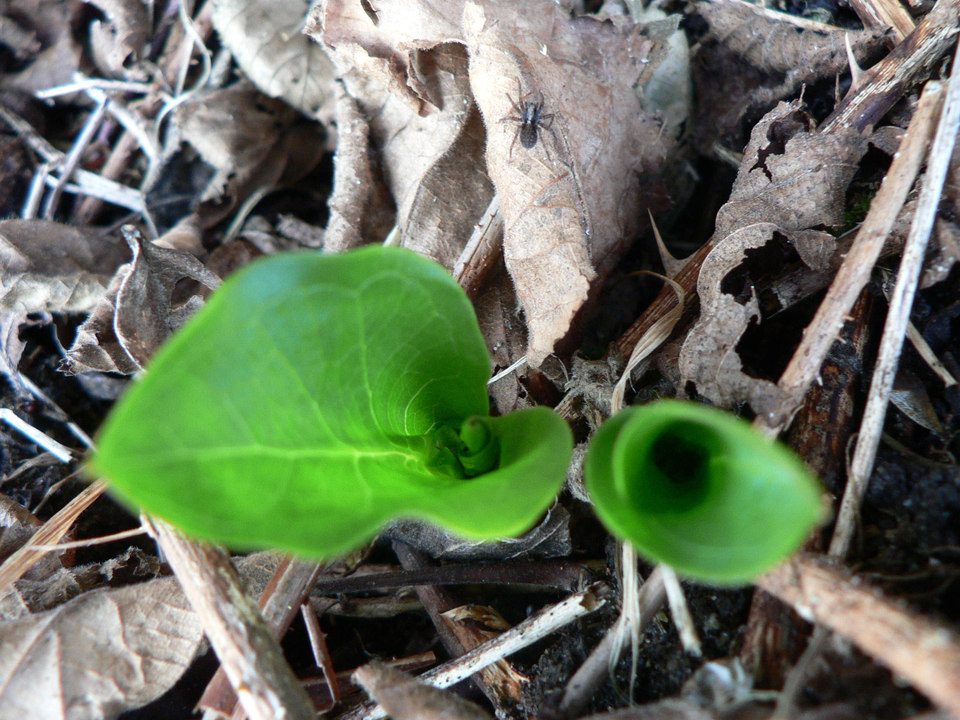 select left of pic for previous, right for next, top for index