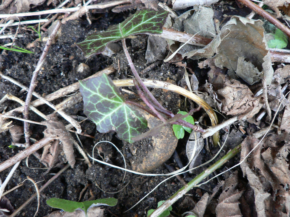 select left of pic for previous, right for next, top for index