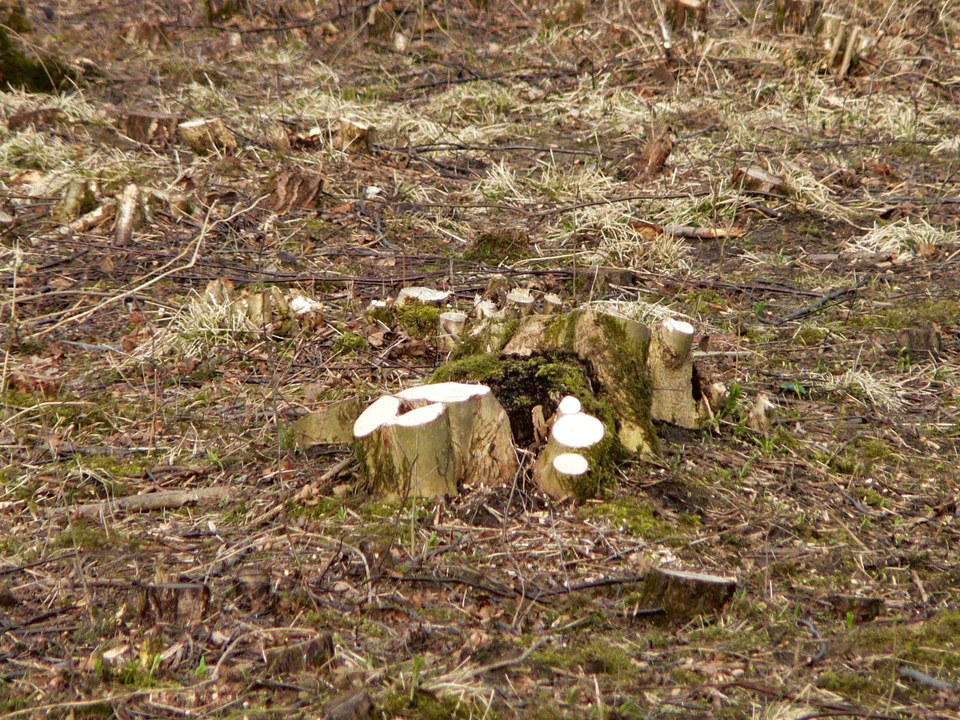 select left of pic for previous, right for next, top for index