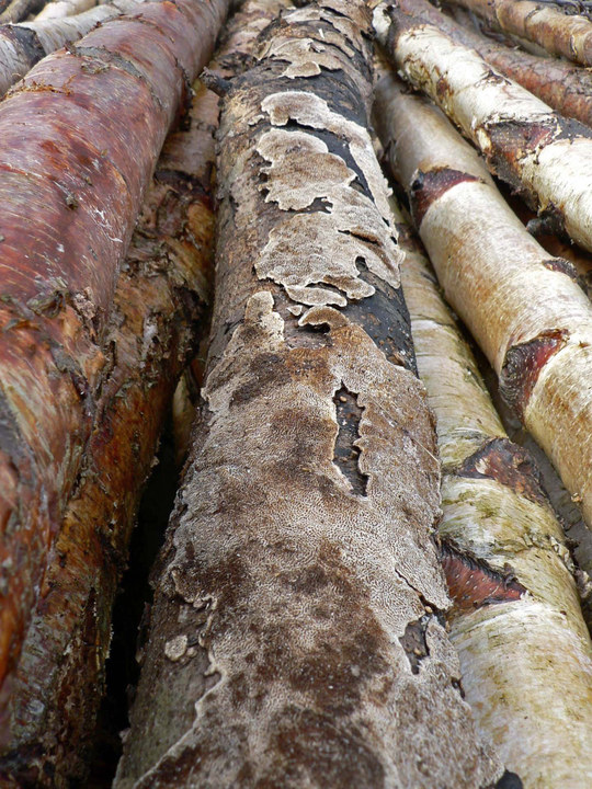 select left of pic for previous, right for next, top for index