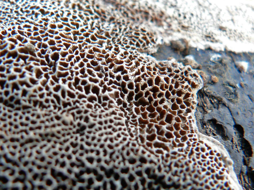 select left of pic for previous, right for next, top for index