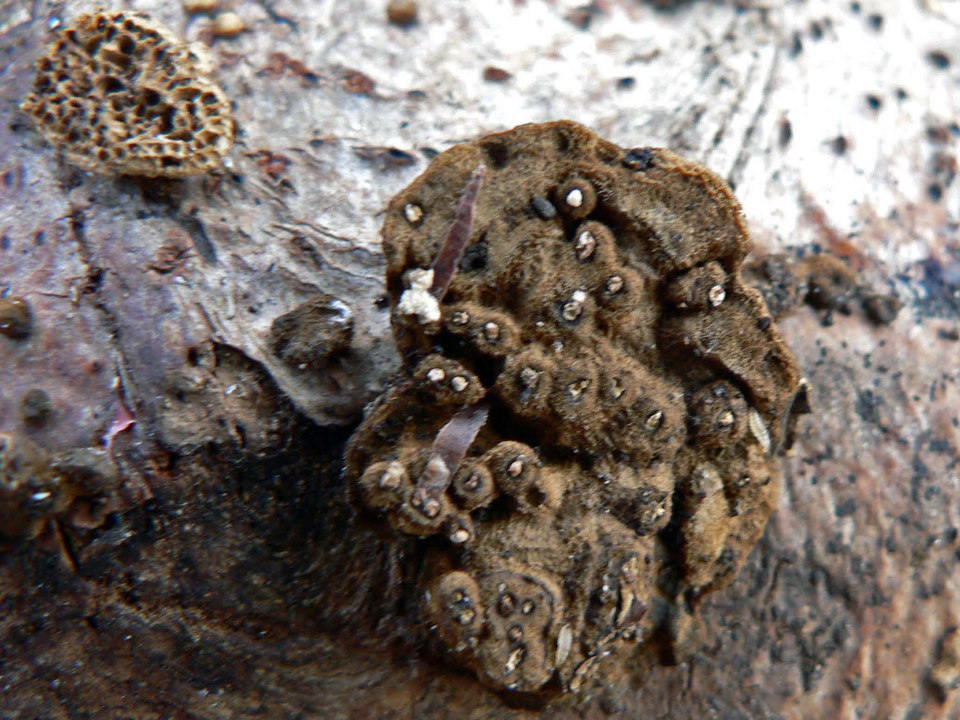 select left of pic for previous, right for next, top for index