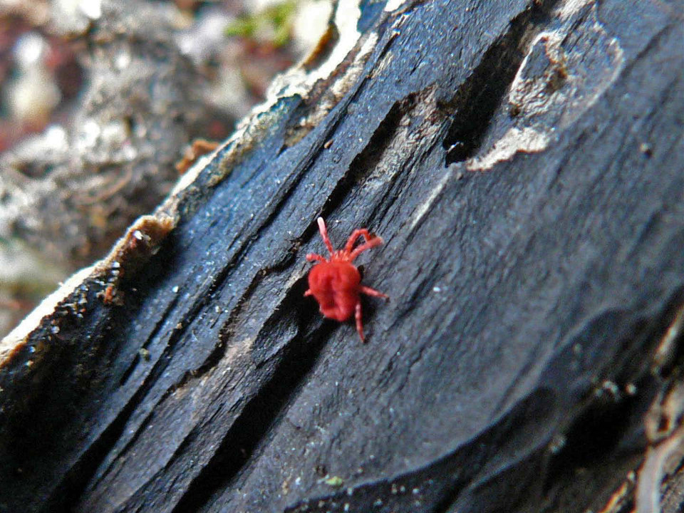 select left of pic for previous, right for next, top for index