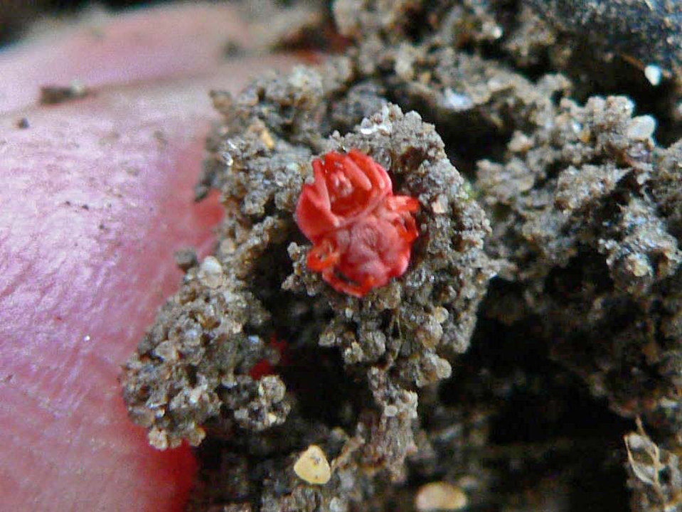 select left of pic for previous, right for next, top for index