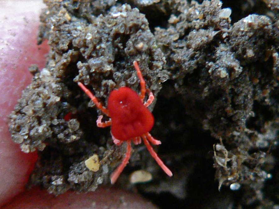 select left of pic for previous, right for next, top for index