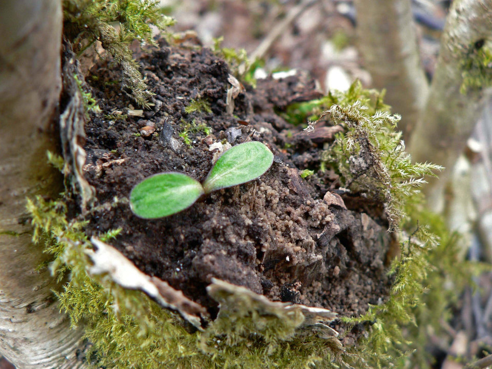 select left of pic for previous, right for next, top for index