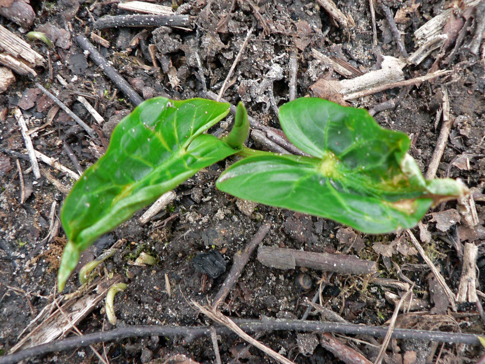 select left of pic for previous, right for next, top for index