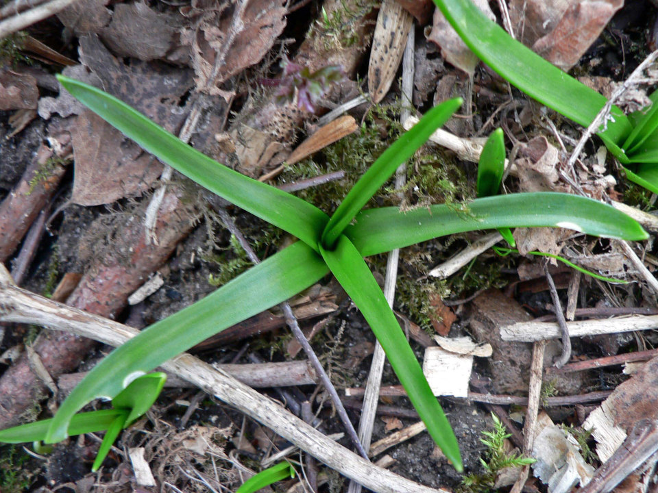 select left of pic for previous, right for next, top for index