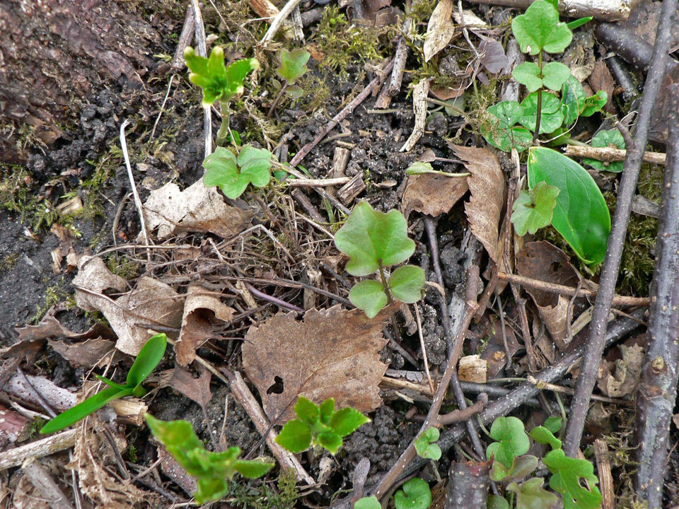 select left of pic for previous, right for next, top for index