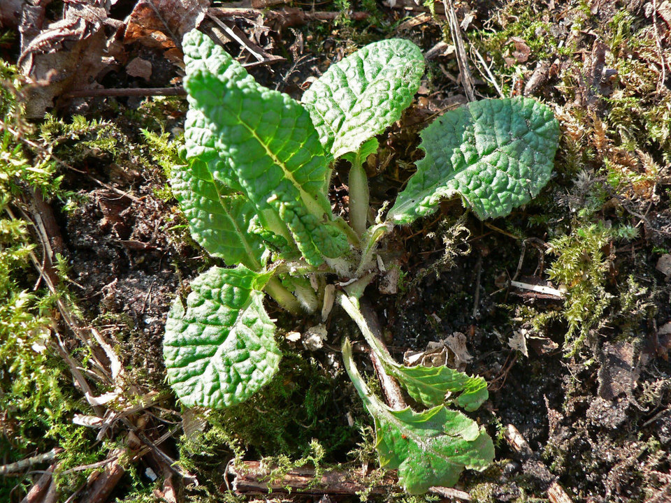 select left of pic for previous, right for next, top for index