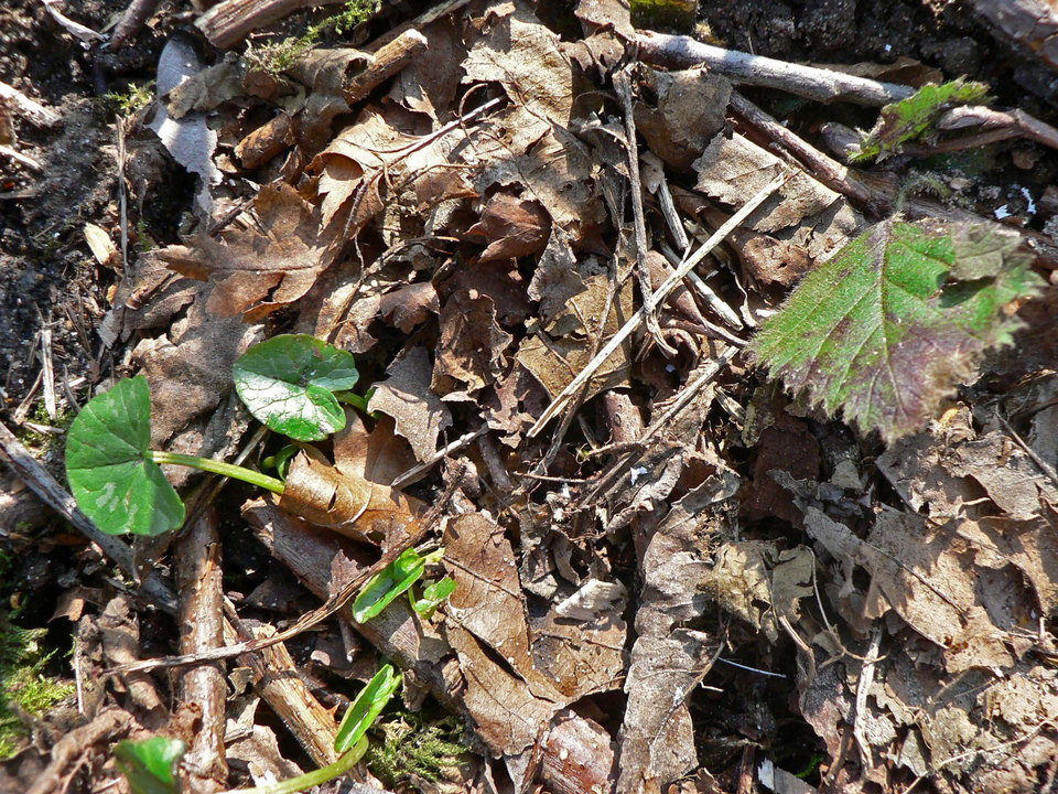 select left of pic for previous, right for next, top for index