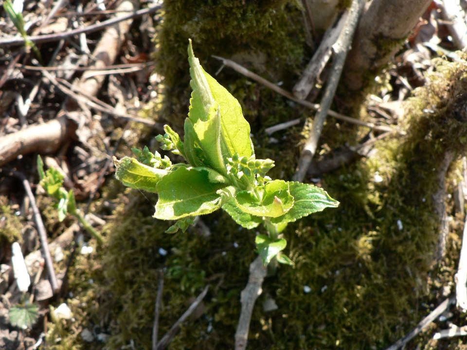 select left of pic for previous, right for next, top for index