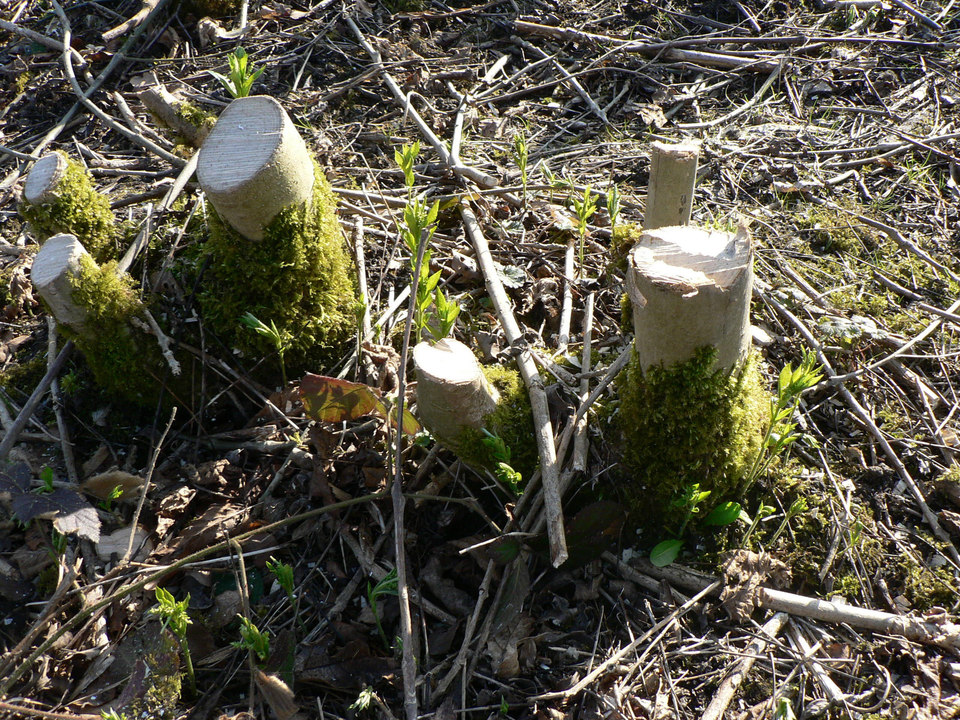 select left of pic for previous, right for next, top for index