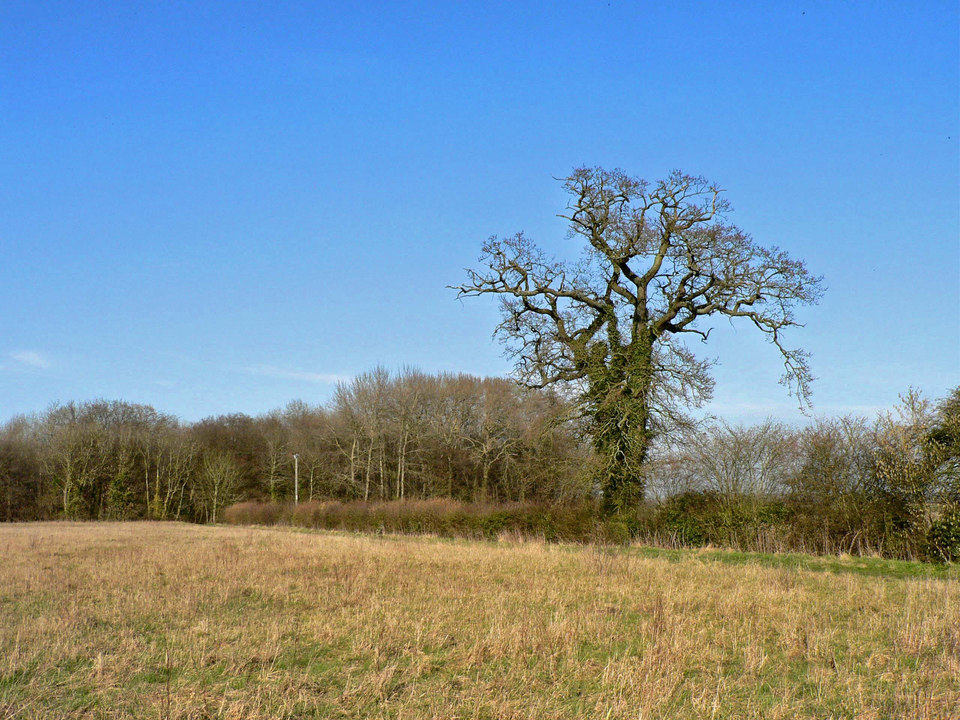 select left of pic for previous, right for next, top for index