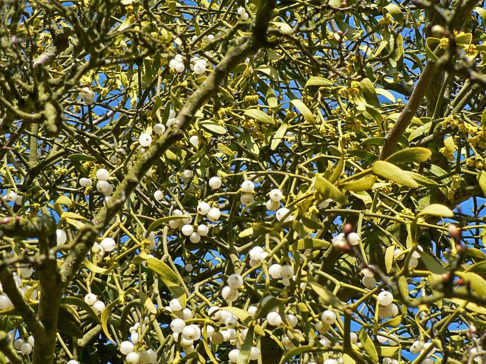 select left of pic for previous, right for next, top for index