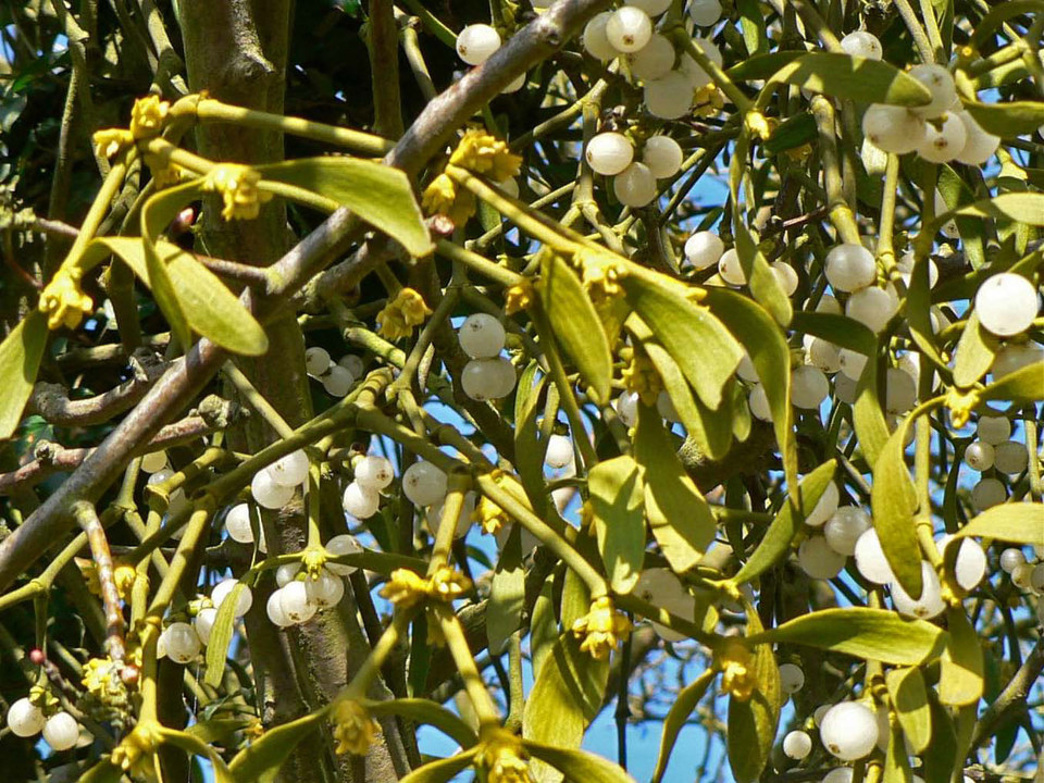 select left of pic for previous, right for next, top for index