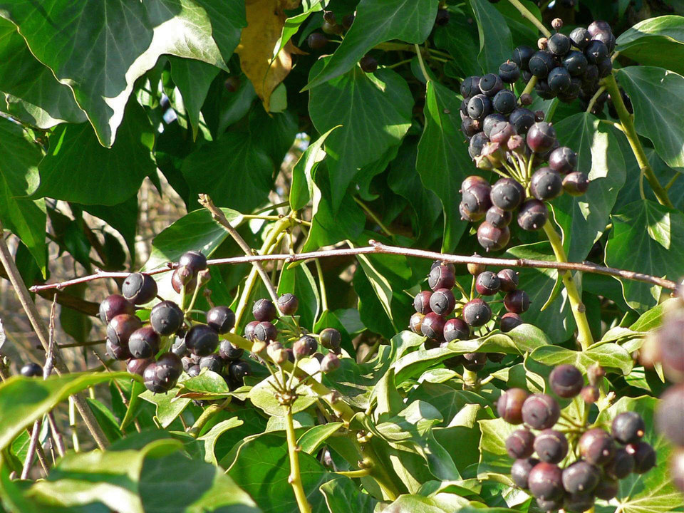 select left of pic for previous, right for next, top for index