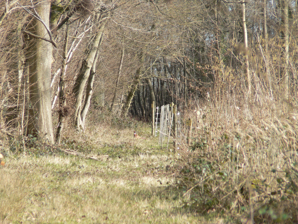 select left of pic for previous, right for next, top for index