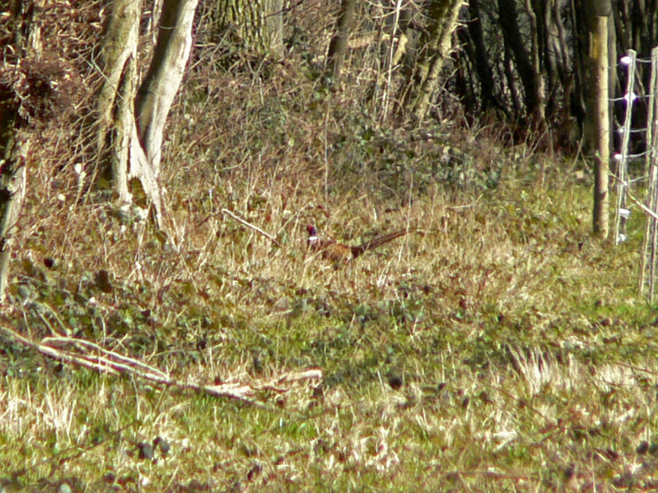 select left of pic for previous, right for next, top for index