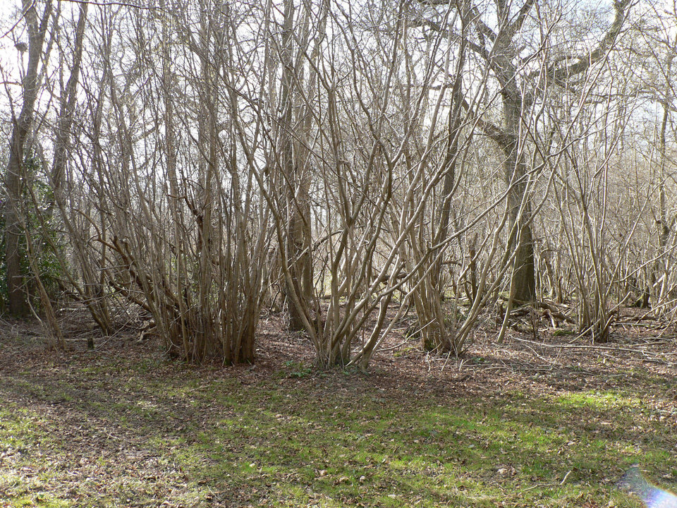 select left of pic for previous, right for next, top for index